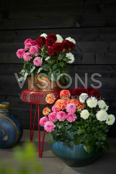 Dahlia LaBella® Grande collection Dahlia LaBella® Grande collection