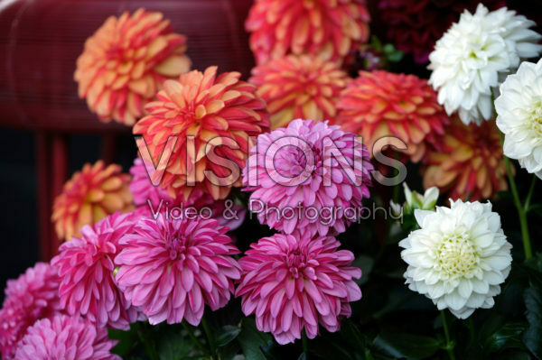 Dahlia LaBella® Grande collection Dahlia LaBella® Grande collection