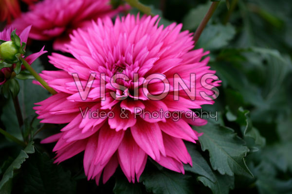 Dahlia LaBella® Maggiore Deep Rose Dahlia LaBella® Maggiore Deep Rose