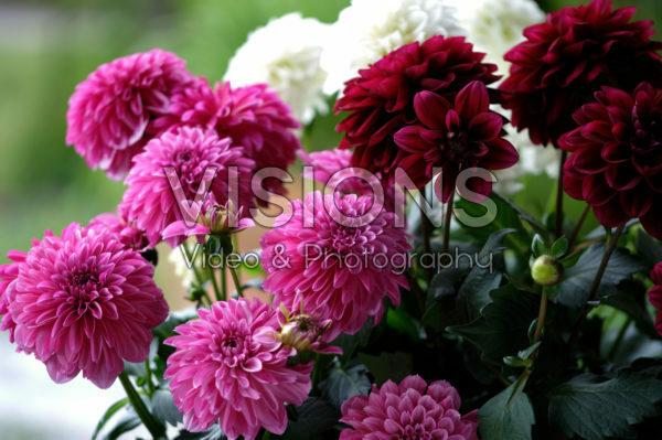 Dahlia LaBella® Grande gemengd Dahlia LaBella® Grande gemengd