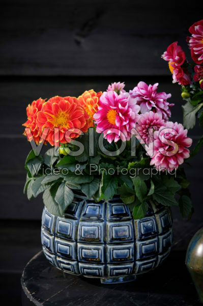 Dahlia LaBella® Medio mixed Dahlia LaBella® Medio mixed