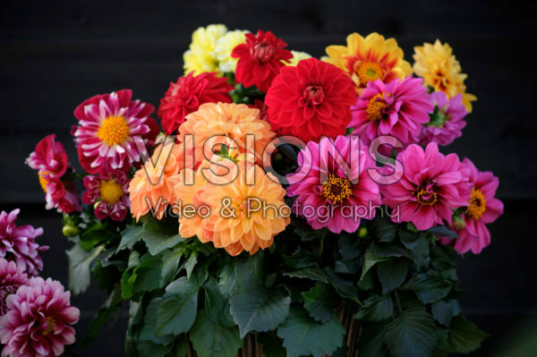 Dahlia LaBella® Medio mixed Dahlia LaBella® Medio mixed