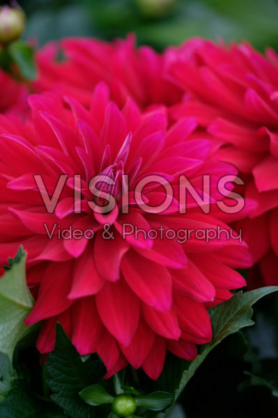 Dahlia LaBella® Dahlia LaBella®