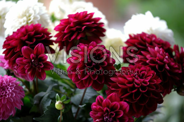Dahlia LaBella® Grande