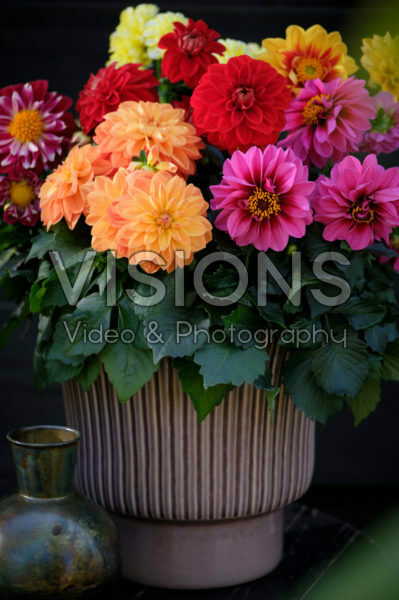 Dahlia LaBella® Medio gemengd Dahlia LaBella® Medio gemengd