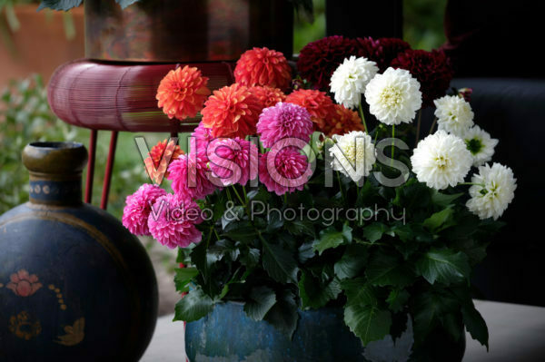 Dahlia LaBella® Grande collection Dahlia LaBella® Grande collection