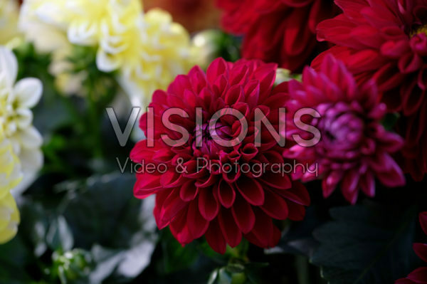 Dahlia LaBella® Medio gemengd Dahlia LaBella® Medio gemengd