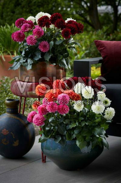 Dahlia LaBella® Grande collection
