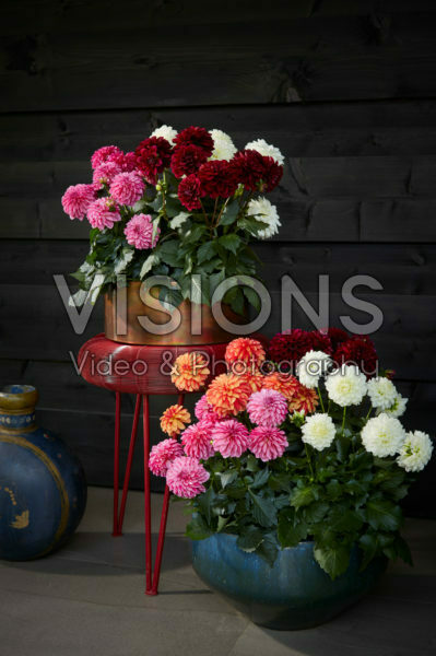 Dahlia LaBella® Grande collection Dahlia LaBella® Grande collection