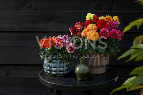 Dahlia LaBella® Medio gemengd Dahlia LaBella® Medio gemengd