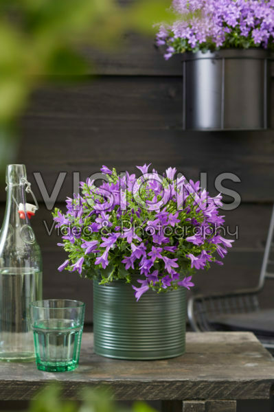 Campanula Campanula