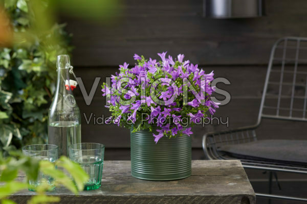 Campanula