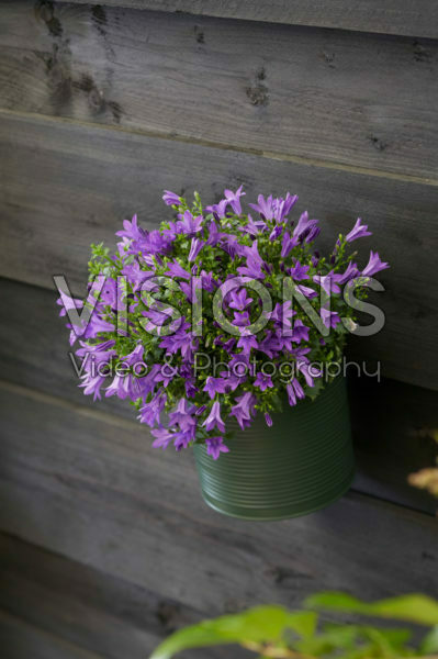 Campanula Campanula