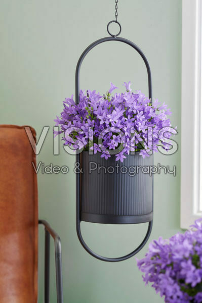 Campanula Campanula