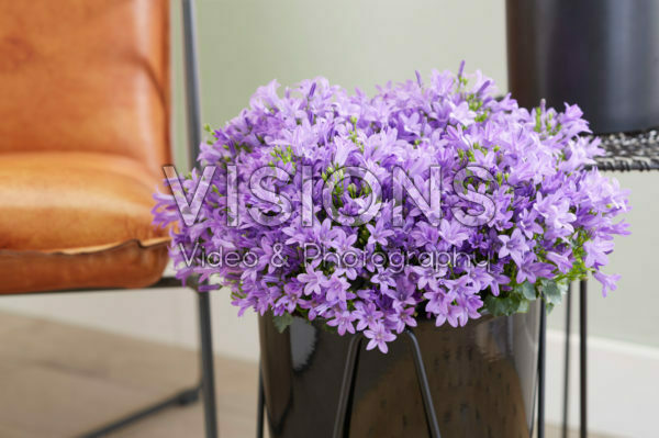 Campanula