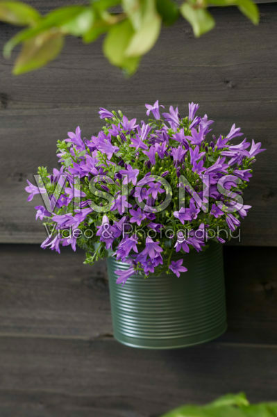 Campanula