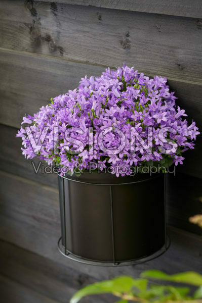 Campanula