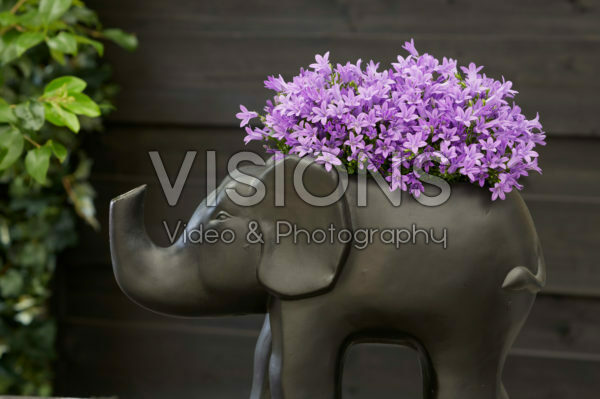 Campanula Campanula