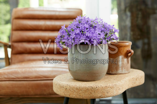 Campanula Campanula