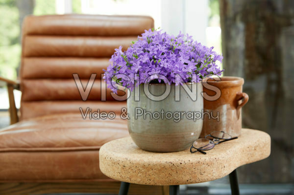 Campanula Campanula