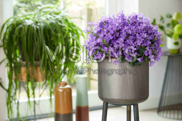 Campanula Campanula
