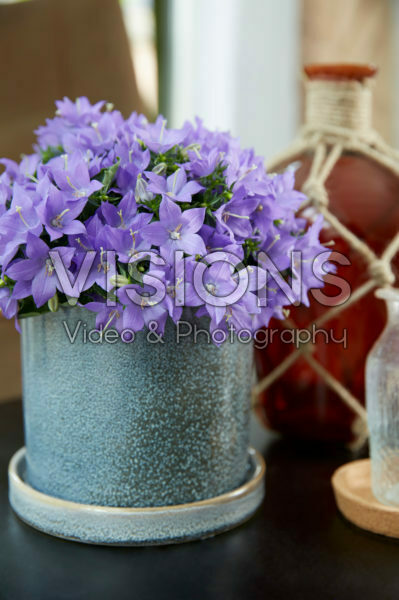 Campanula Campanula