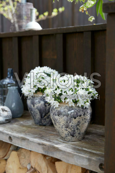 Campanula Sterre