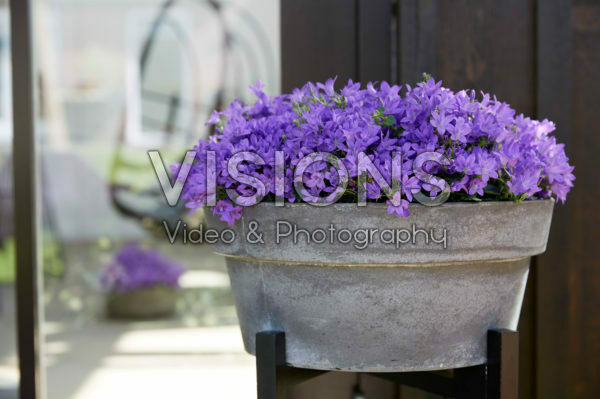 Campanula Campanula