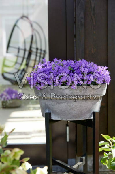 Campanula Campanula