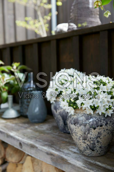 Campanula Sterre Campanula Sterre