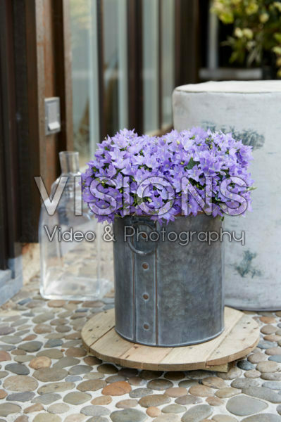 Campanula Campanula