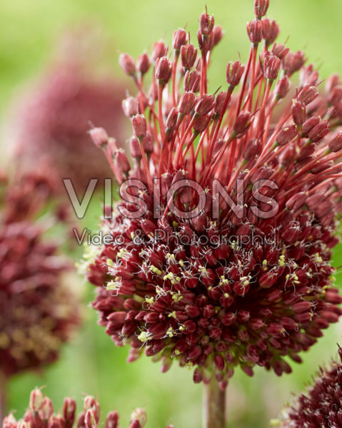 Allium Red Mohican Allium Red Mohican