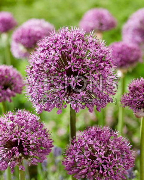 Allium Purple Suze Allium Purple Suze