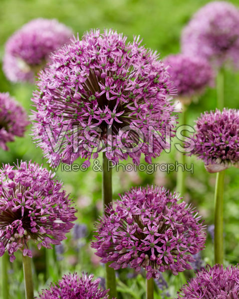 Allium Purple Suze
