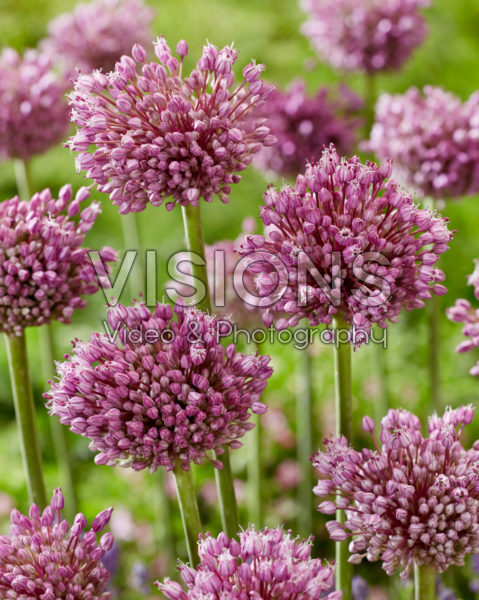 Allium Jasmine