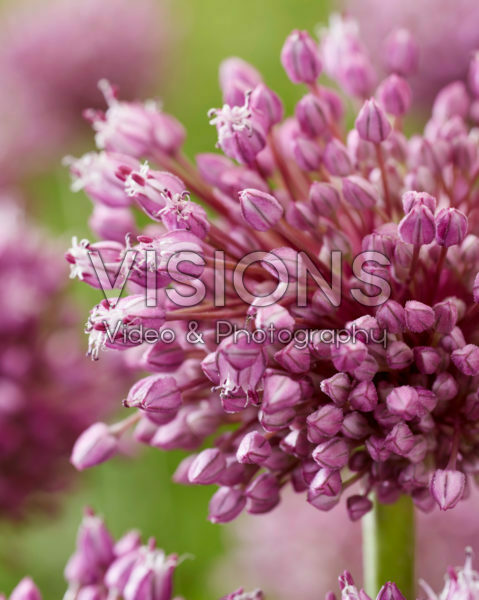 Allium Jasmine Allium Jasmine