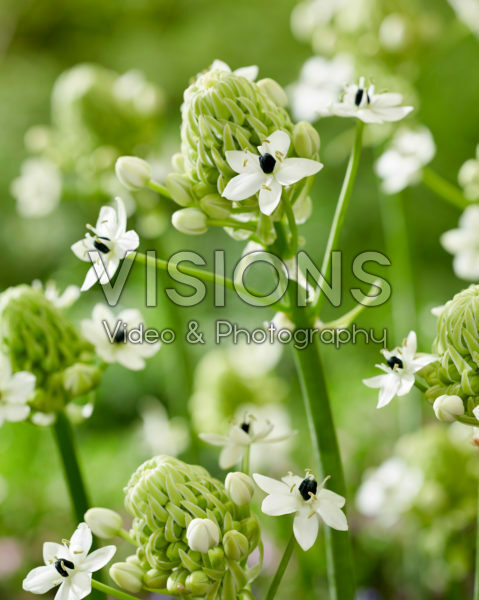 Ornithogalum saundersiae Ornithogalum saundersiae