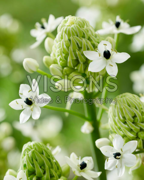 Ornithogalum saundersiae Ornithogalum saundersiae