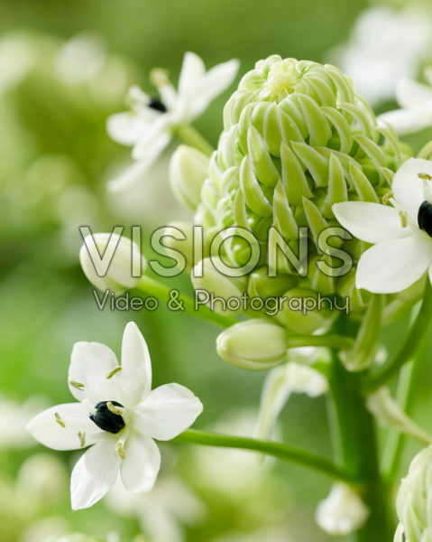 Ornithogalum saundersiae