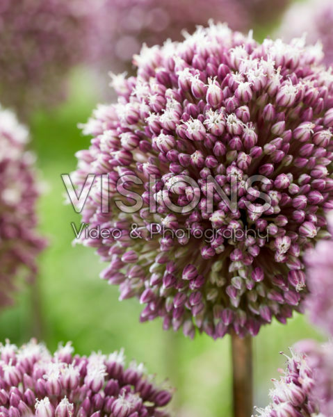 Allium Summer Drummer Allium Summer Drummer