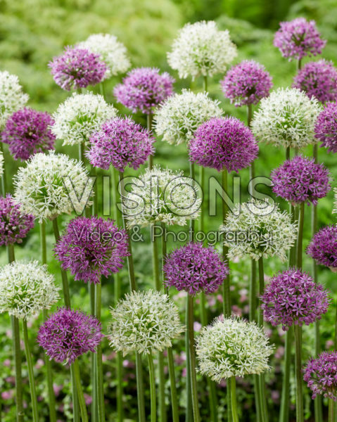 Allium mixed
