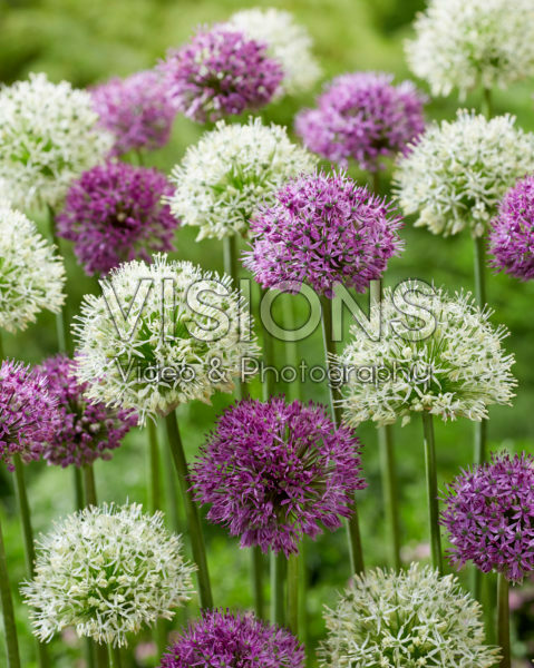 Allium gemengd Allium gemengd