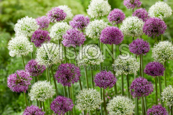 Allium gemengd