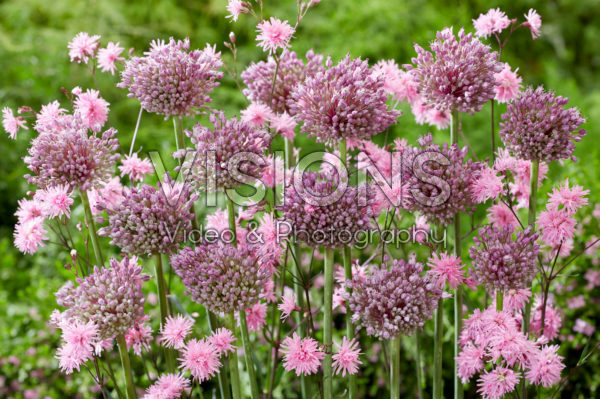 Allium Jasmine, Lychnis Allium Jasmine, Lychnis