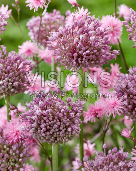 Allium Jasmine, Lychnis Allium Jasmine, Lychnis