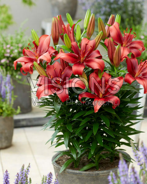 Lilium Salinero Lilium Salinero