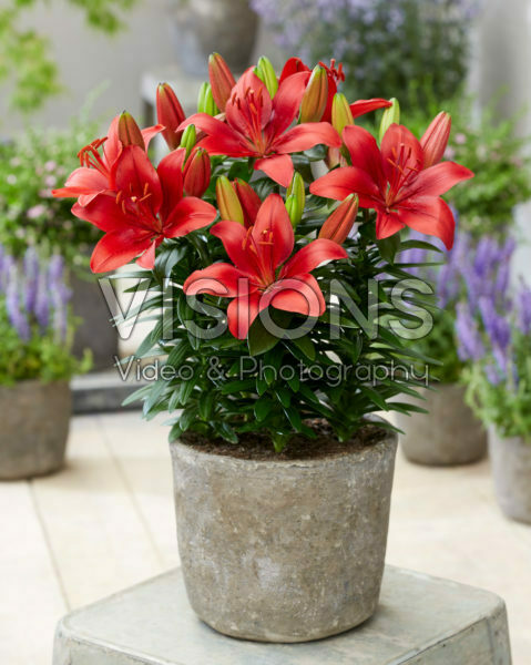 Lilium Antoinette Lilium Antoinette