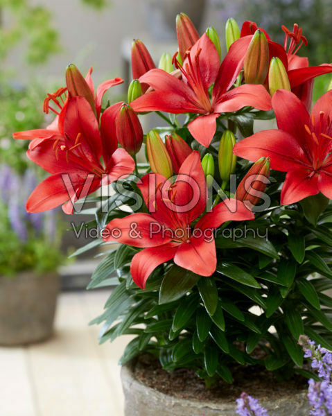 Lilium Antoinette Lilium Antoinette