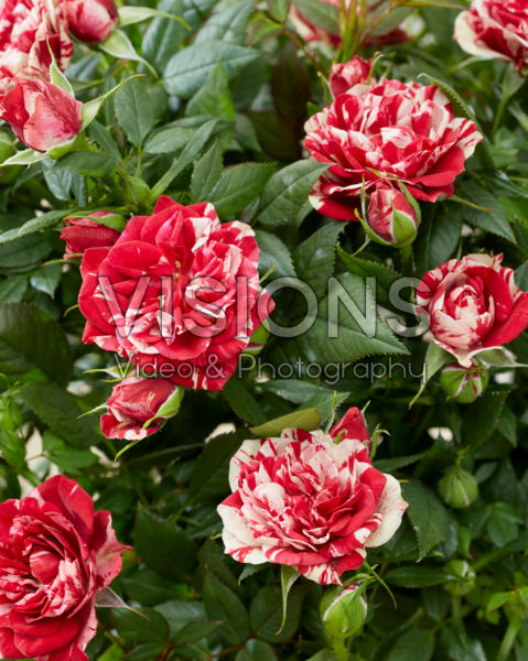 Rosa Patiohit Gigi Rosa Patiohit Gigi