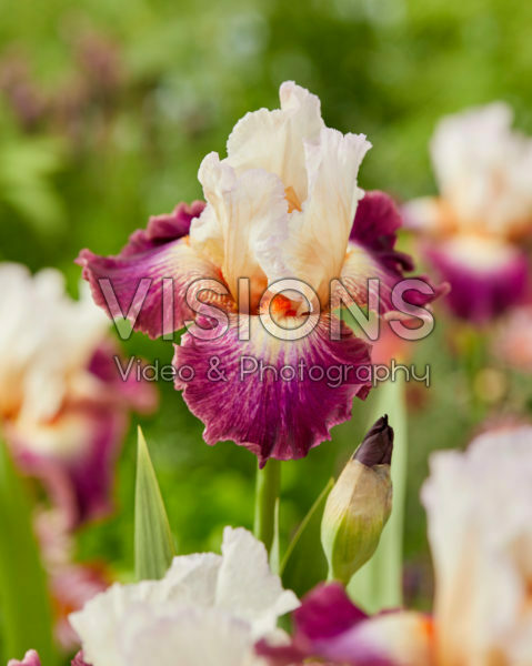 Iris germanica Princess Eugene Iris germanica Princess Eugene